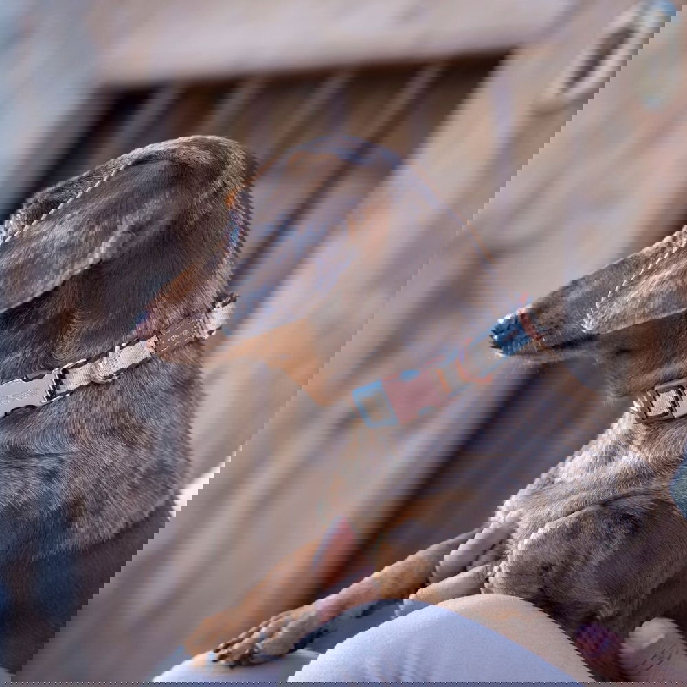 Rogz Urban Hundhalsband Guld (M)