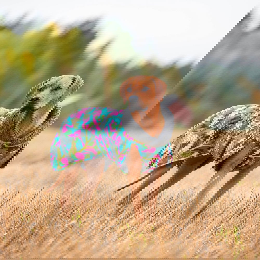 Pomppa Toppa Hundtäcke för Sele Trail (40)