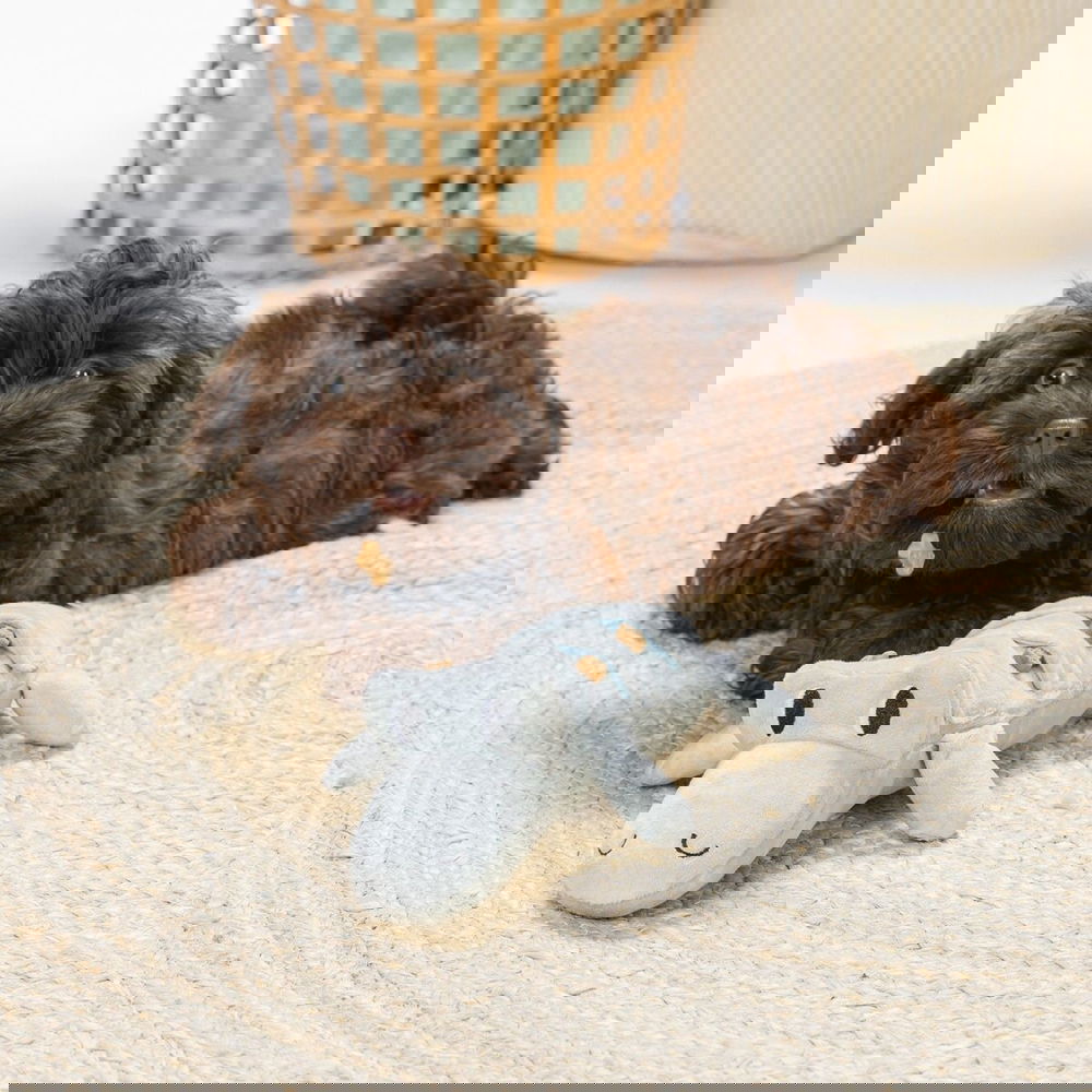 Beeztees Jake Valpleksak Krokodil Grön