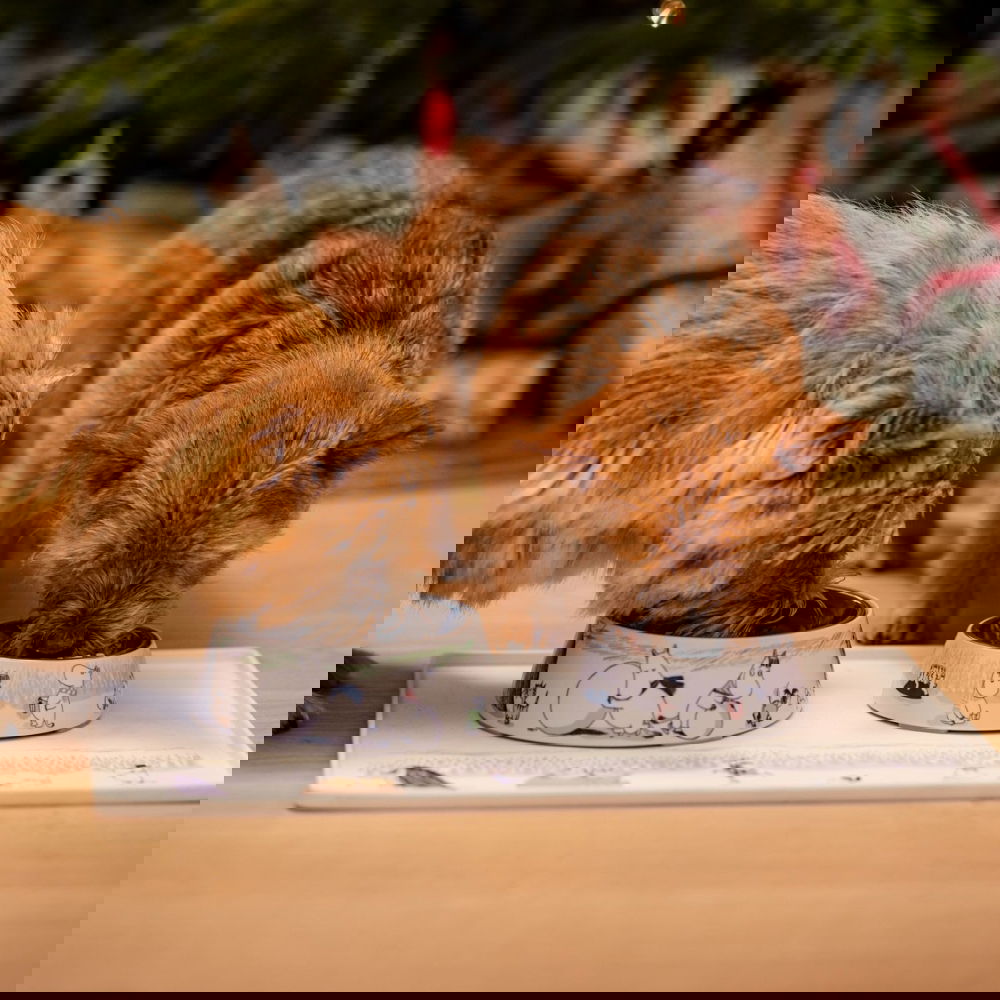 Alternativ bild 1 för Moomin for Pets Matskål Vinter (M)