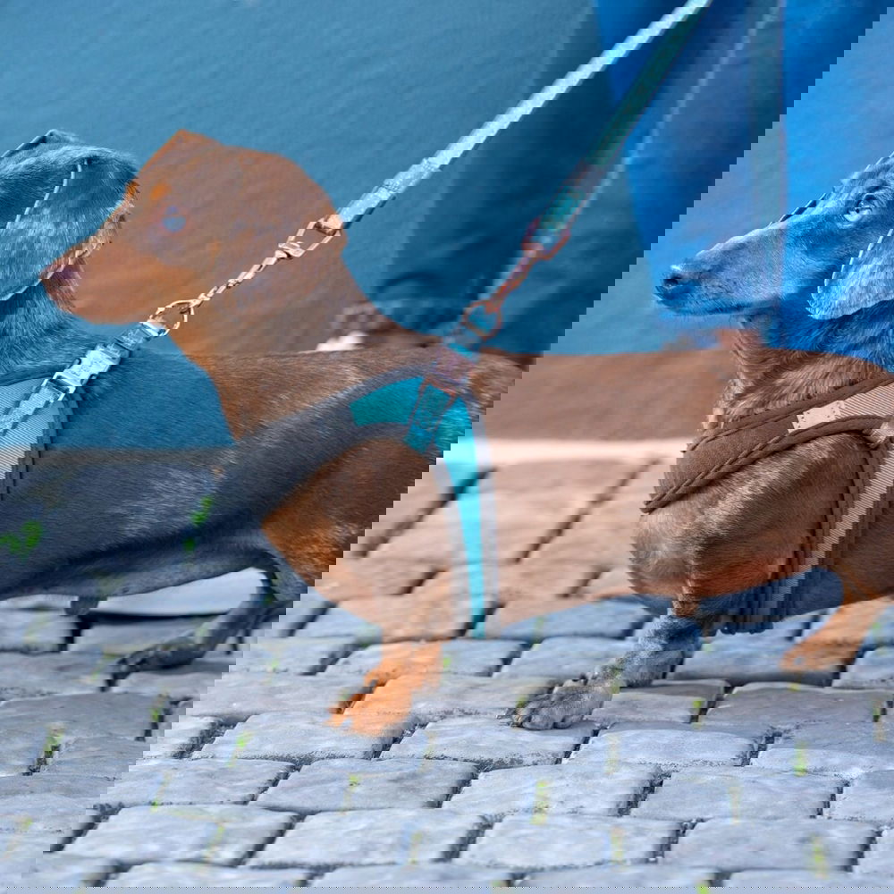 Rogz Urban Fast-Fit Hundsele Turkos (xs/s)