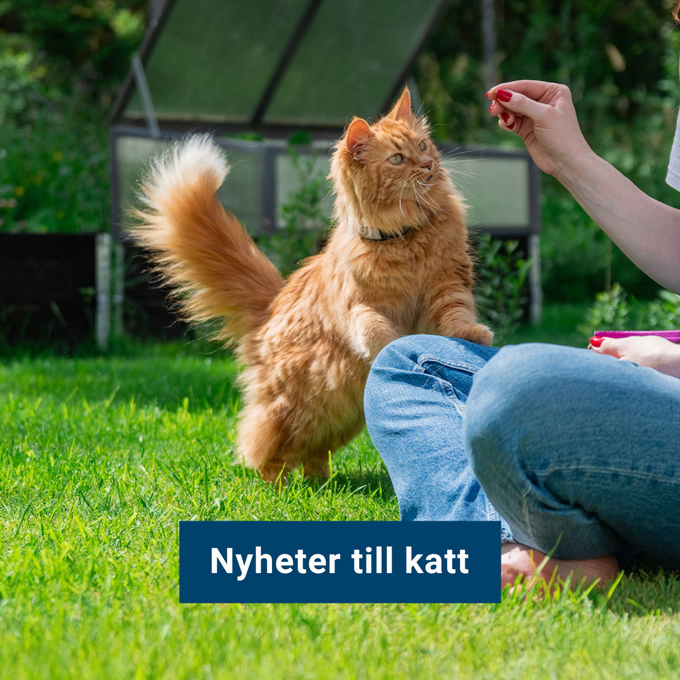 Nyheter