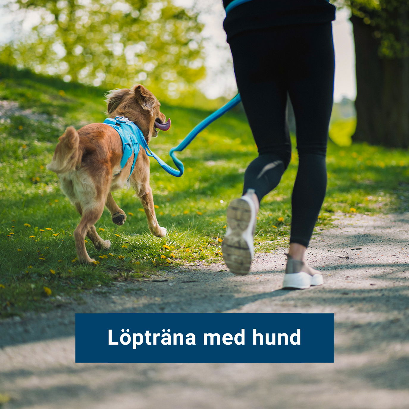Springa med hund