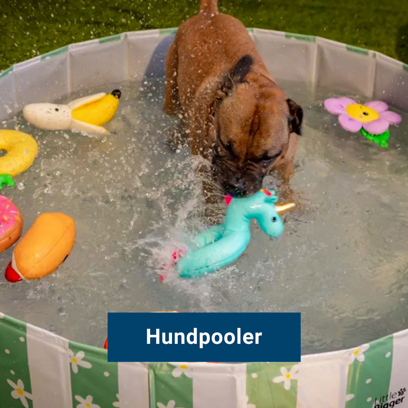 Hundpooler