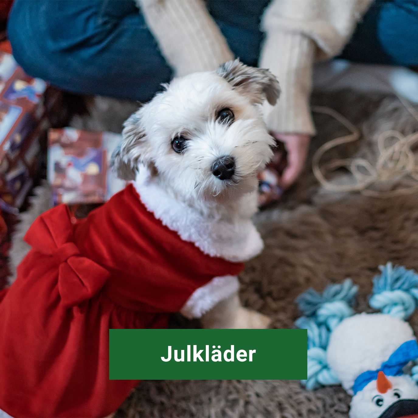 Julkläder till hund