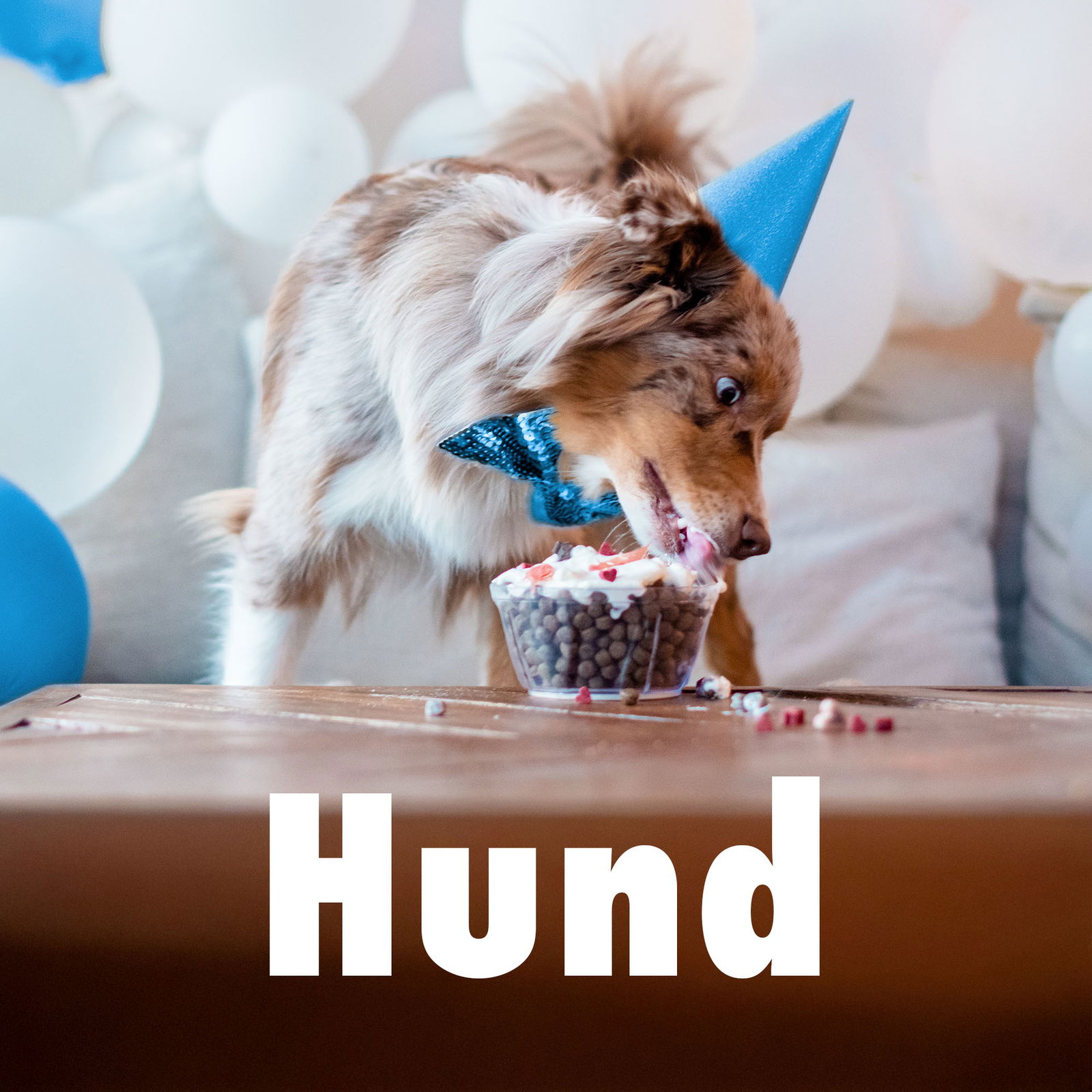 Kampanjer till hund