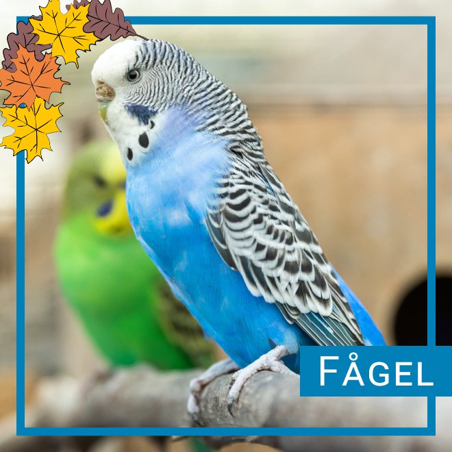 Fågel
