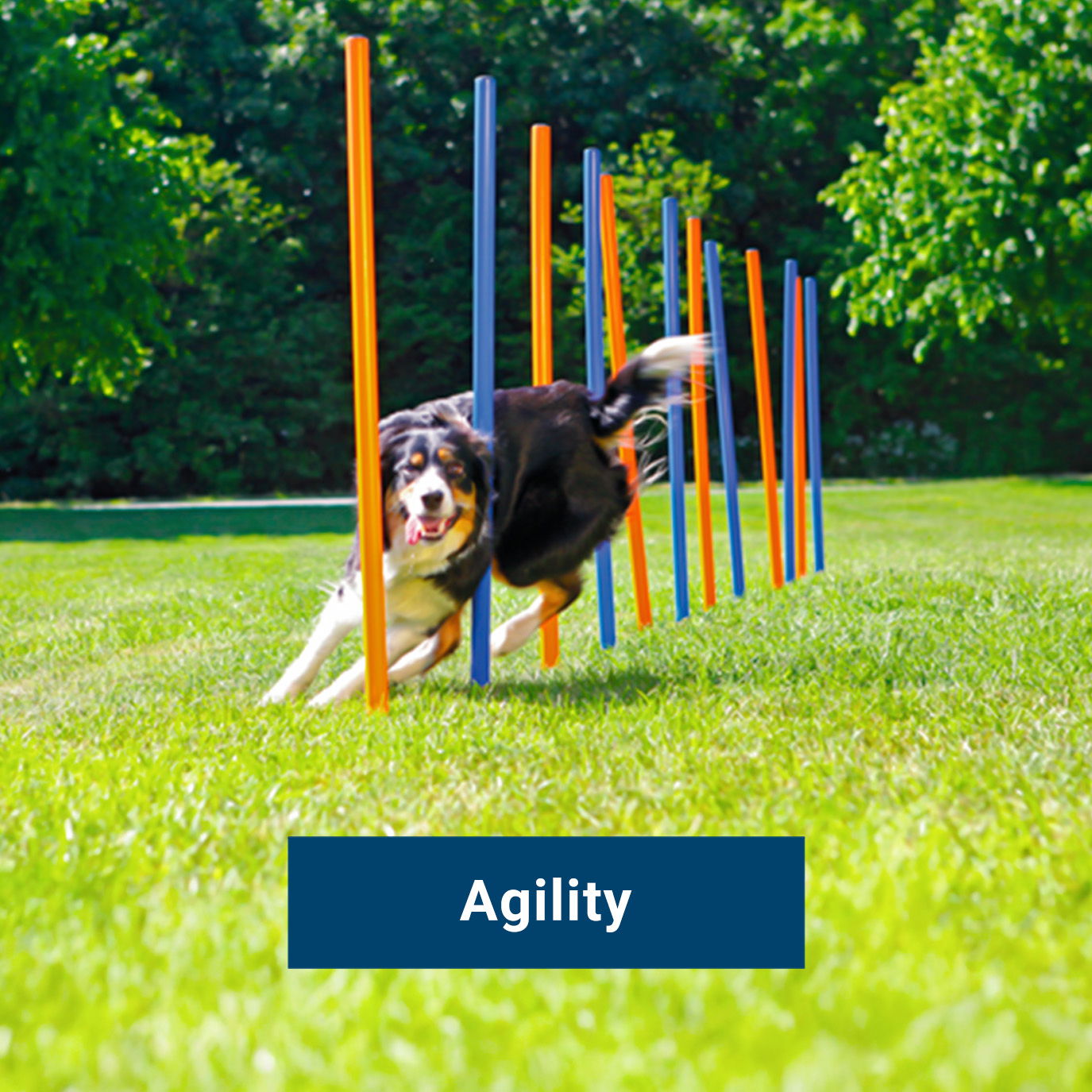 Agility