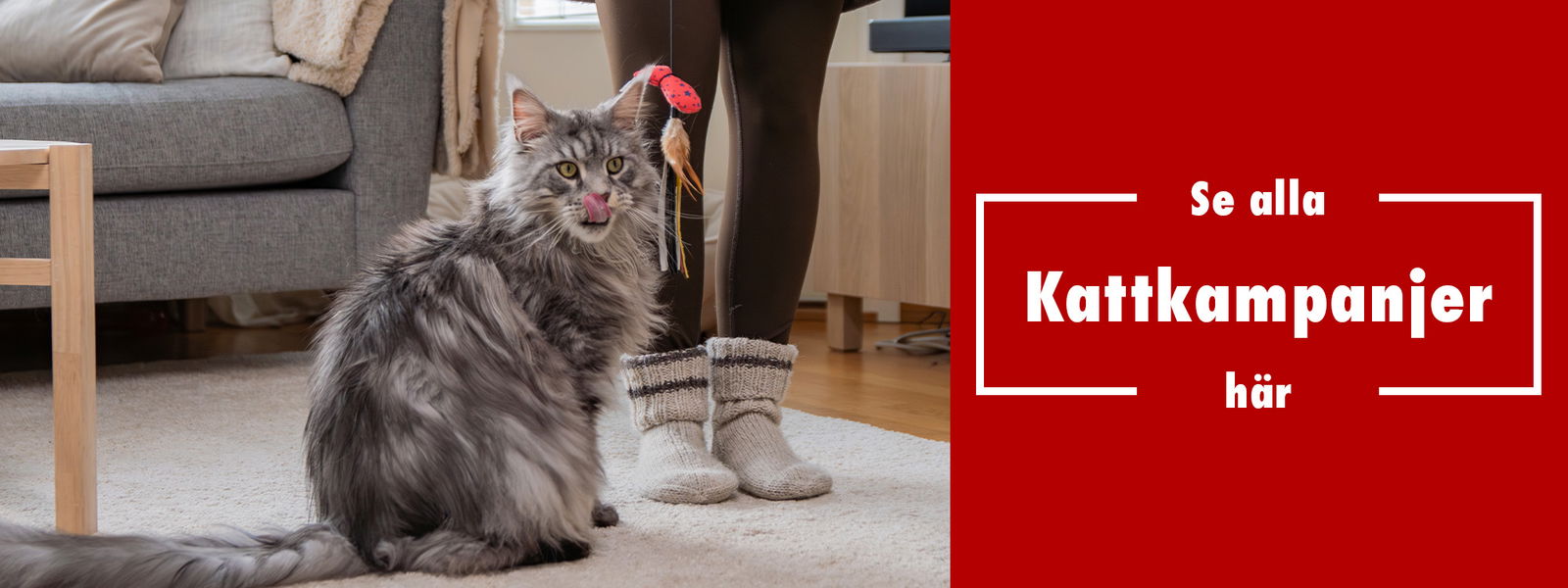 Kattkampanjer