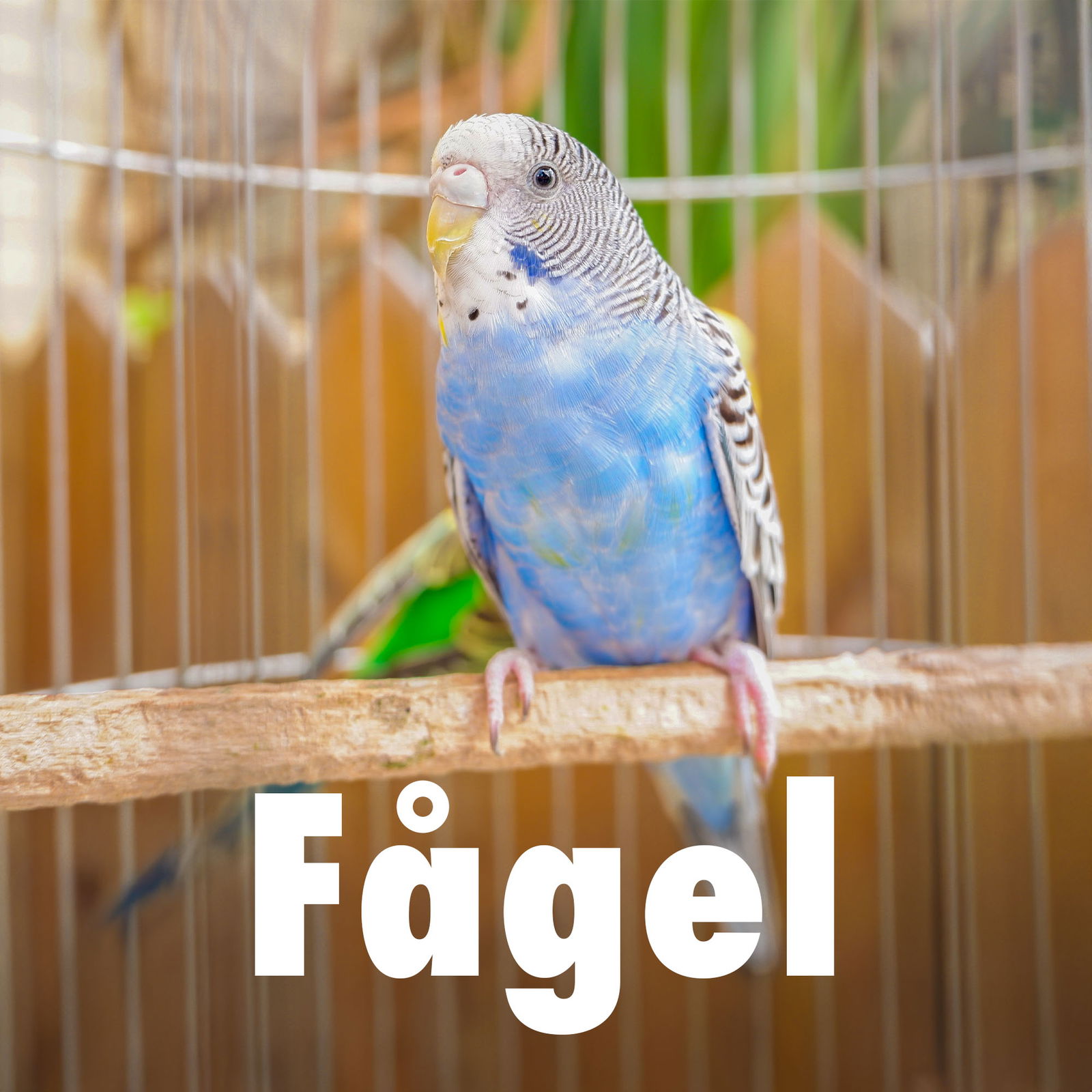 Kampanj till fågel
