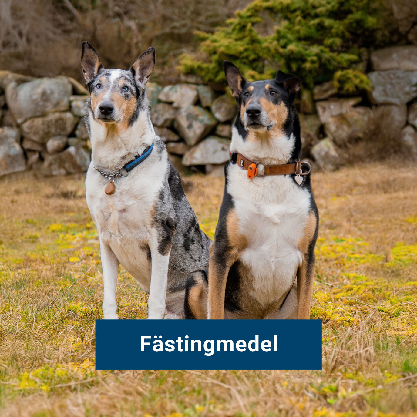 Fästingmedel till hund
