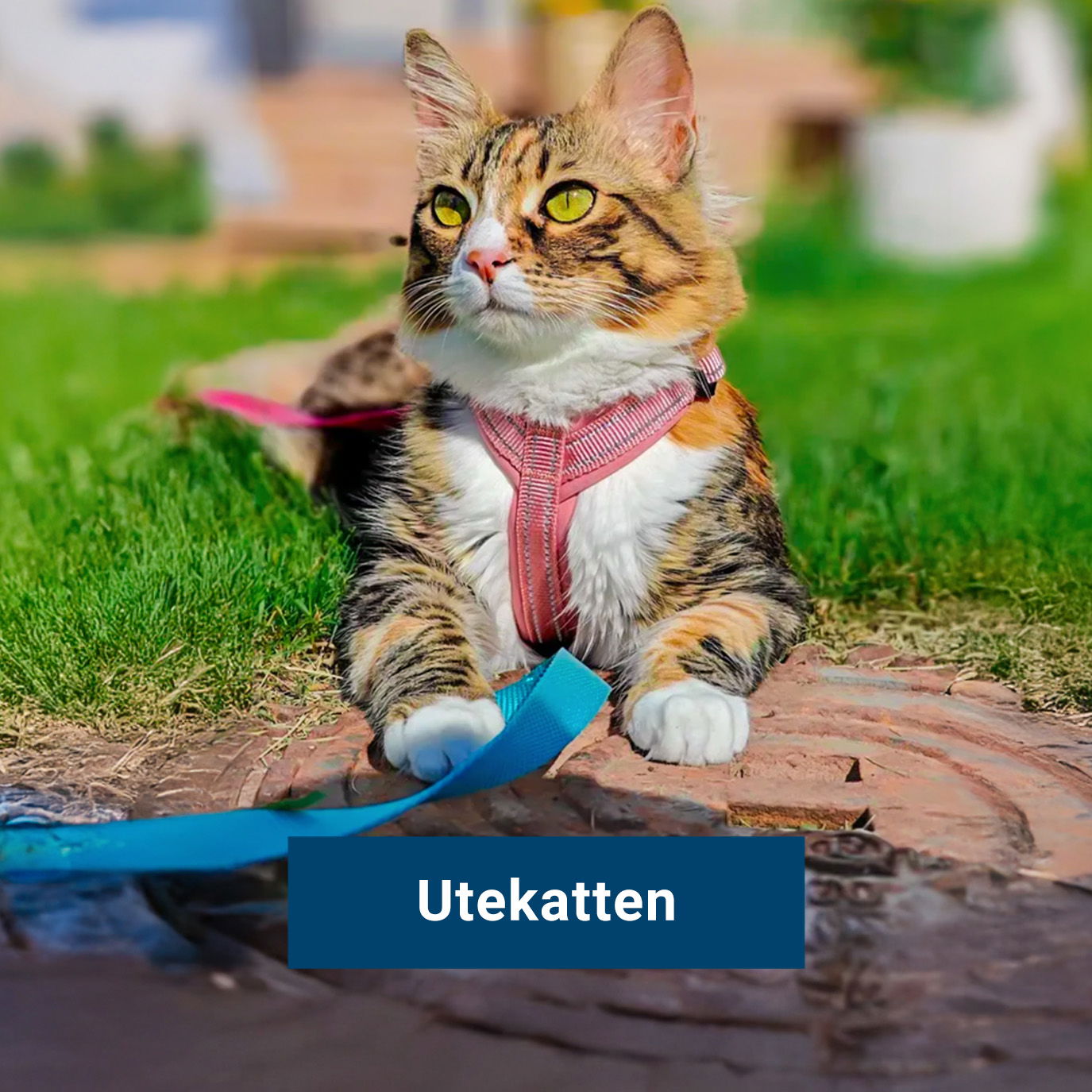 Utekatten