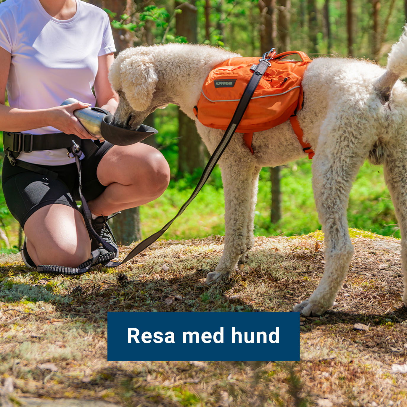Resa med hund