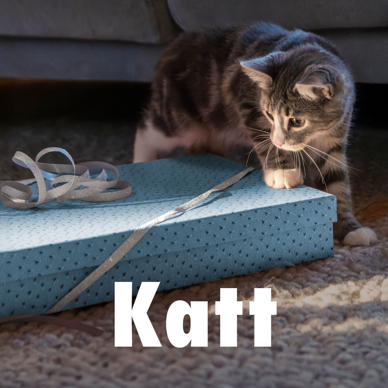 Kampanj till katt