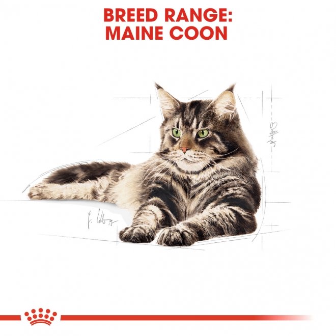 Royal Canin Maine Coon Wet (12x85g)
