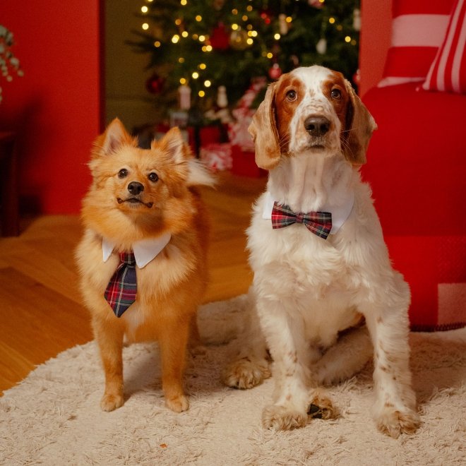 Little&Bigger Festive Fluga till Hund & Katt