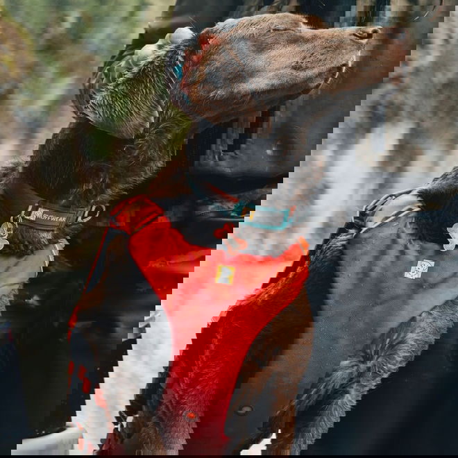 Ruffwear Confluence Hundflytväst Orange