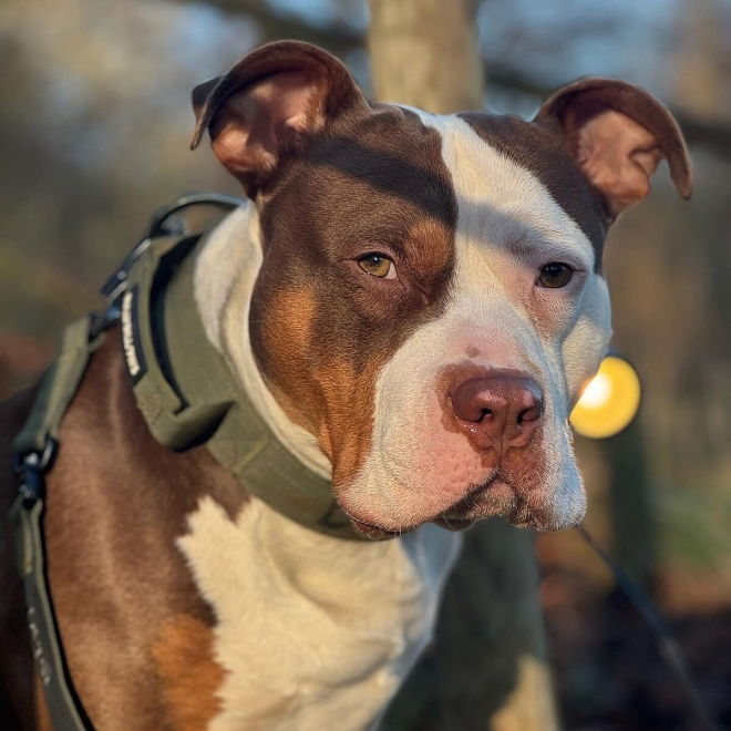 BullyBillows Combat Hundhalsband med Handtag Grön 5 cm