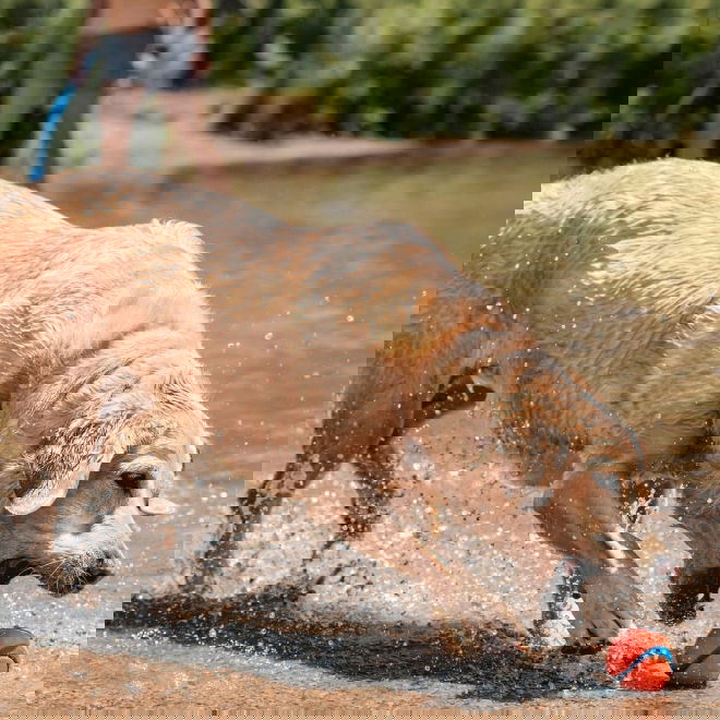 Chuckit Ultra Hundboll