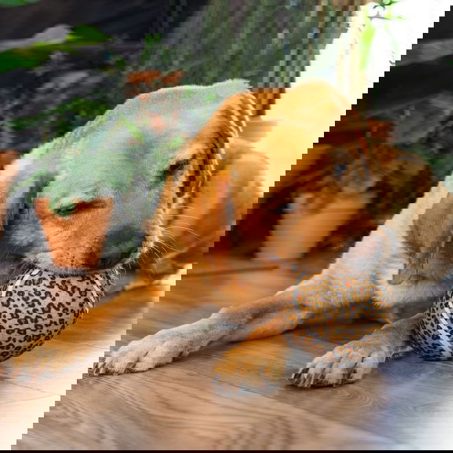 Beeztees Jungle Tennisboll Panter