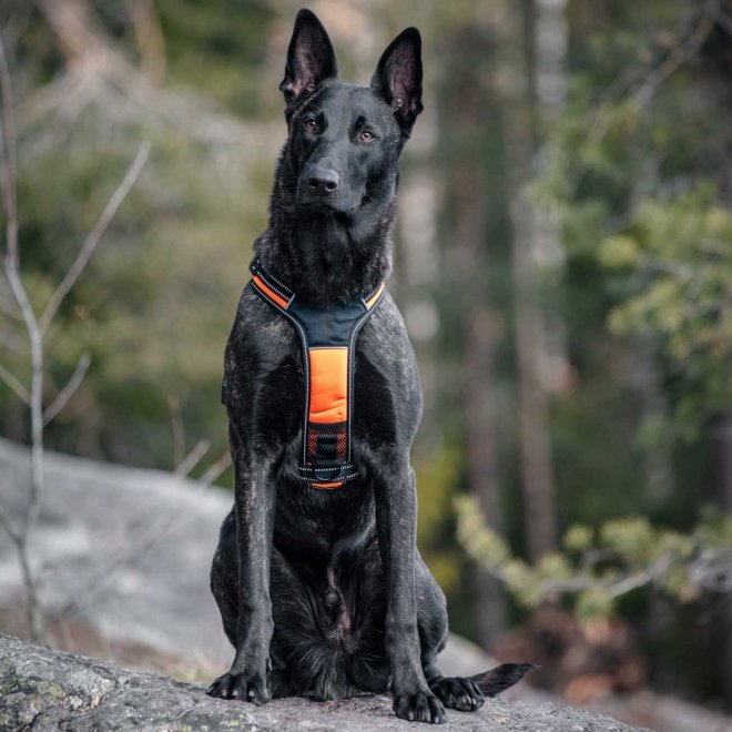 Op konstant Vedligeholdelse Feel Active Sport Sele Orange - Hundutrustning / Hundselar