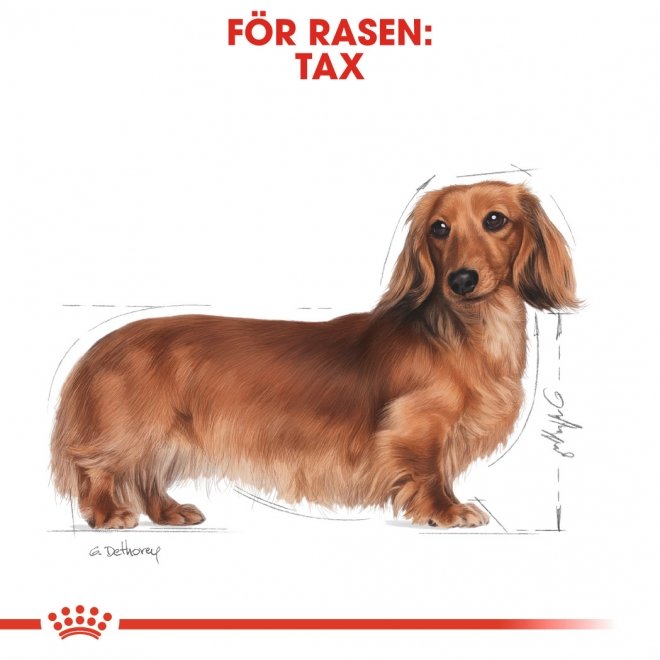 Royal Canin Tax/Dachshund Wet (12x85g)