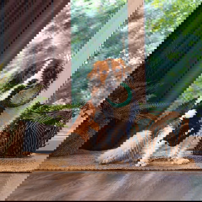 Beeztees Jungle Mats Mjukisdjur till Hund Apa