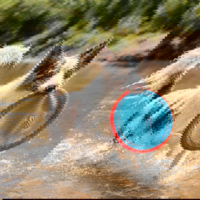 Chuckit Paraflight L