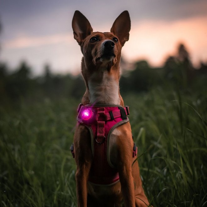 Orbiloc Säkerhetslampa till hund (Rosa)
