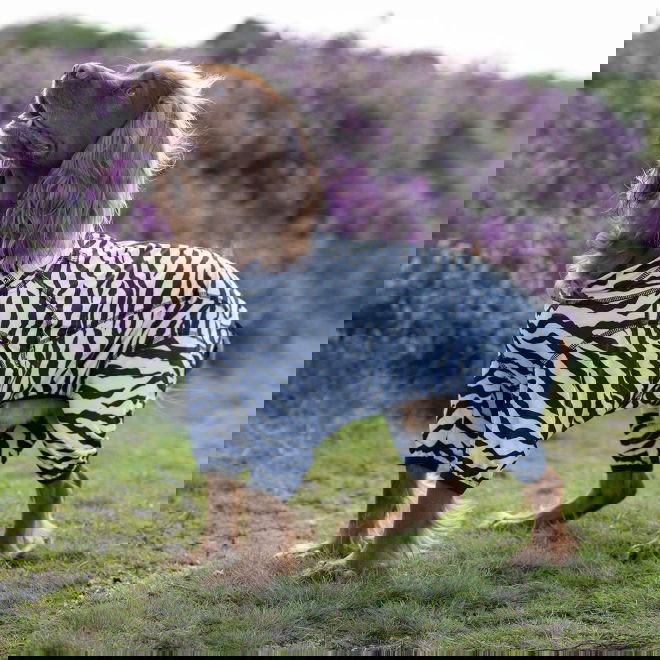 Rukka Zebra Fästingskydd Hundoverall