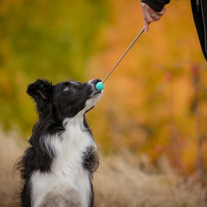 Pro Dog Target Stick Mintgrön