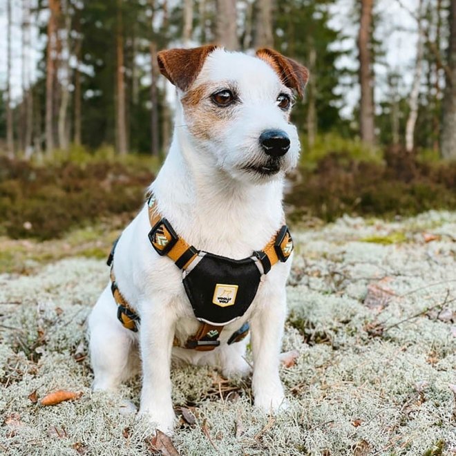 Woolly Wolf Hundsele Ljusbrun med Mönster