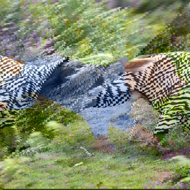 Rukka Zebra Fästingskydd Hundoverall