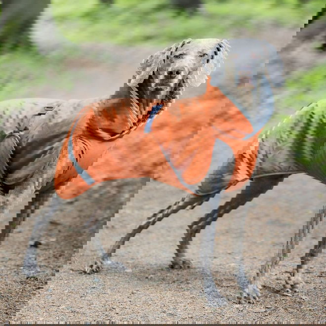 Pomppa Toppa Vintertäcke Hund Orange