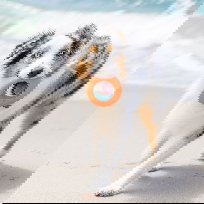 Chuckit Amphibious Roller Flytande Hundleksak