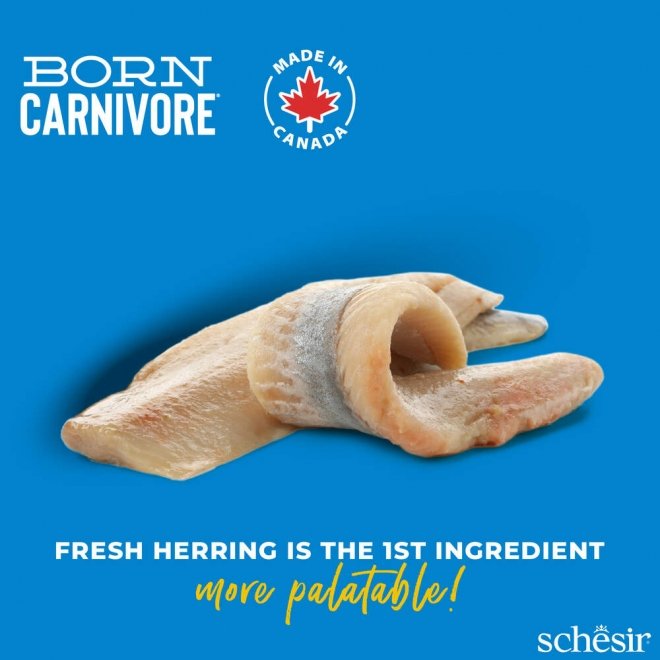 Schesir Born Carnivore Herring & Salmon