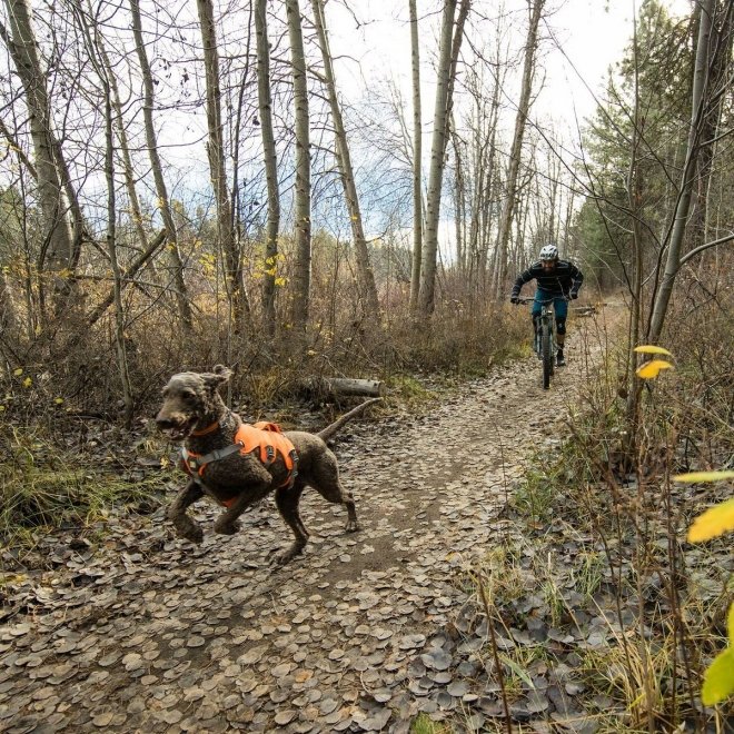 Ruffwear Web Master Hundsele Orange