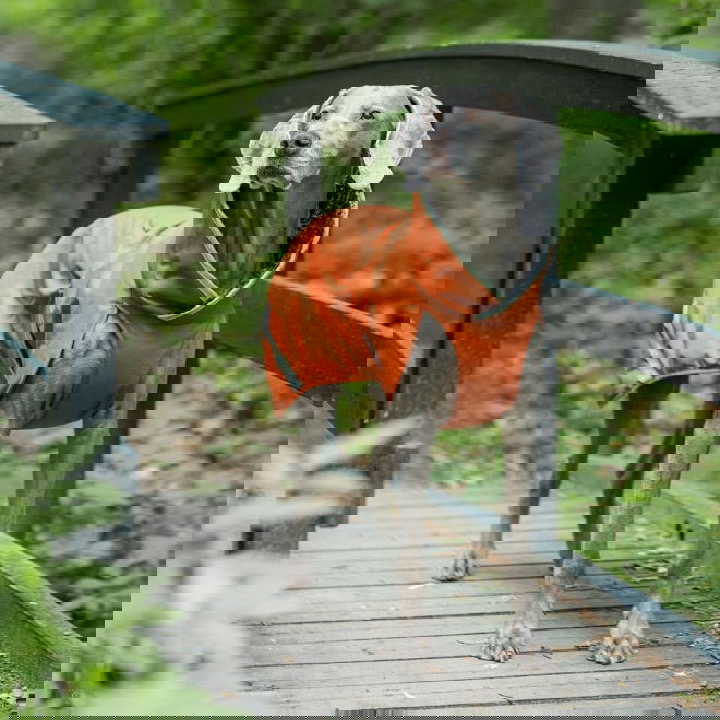 Pomppa Toppa Vintertäcke Hund Orange