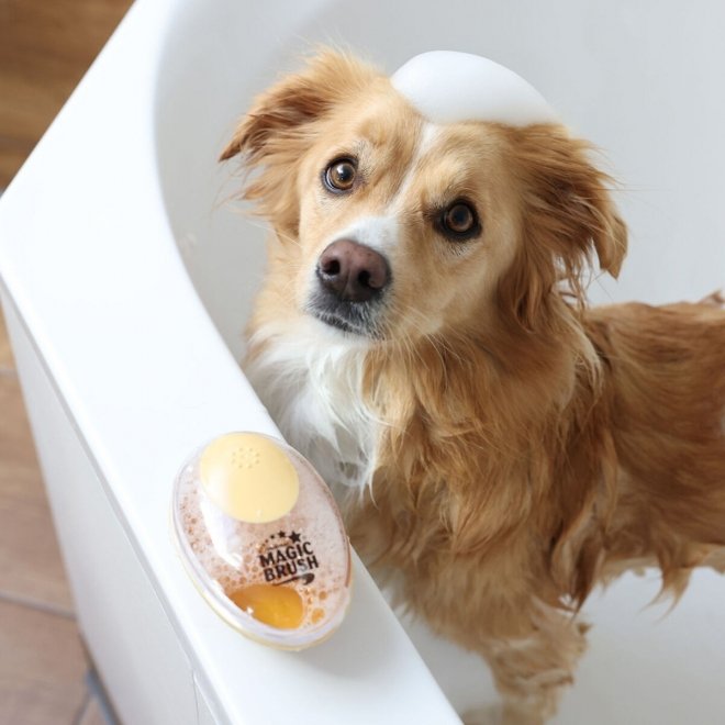 Magic Brush Hundborste För Schamponering