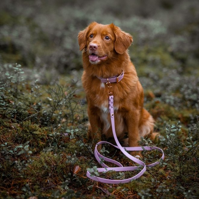 Tyylivoitto Classy Hundhalsband Stor Modell Lila