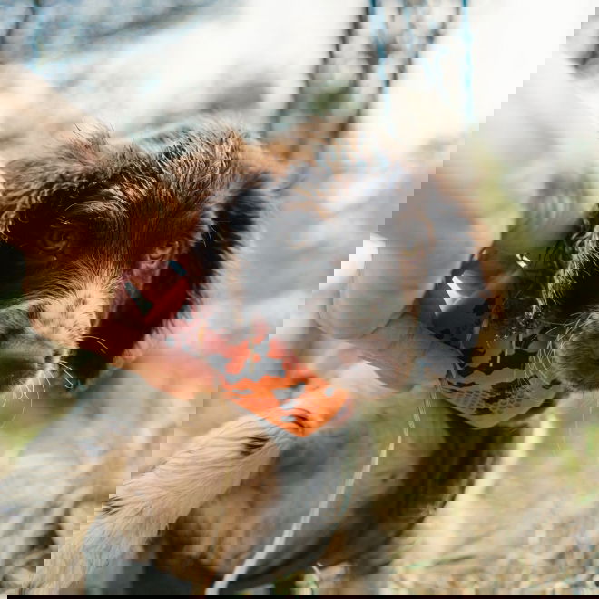 Non-Stop Dogwear Kastleksak till Hund Orange/Svart