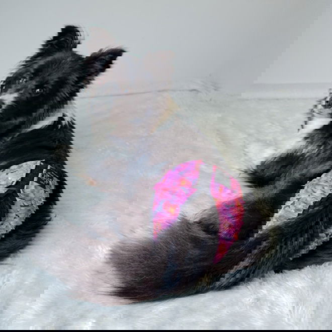 RuttuNuttu Tikskydd Pion Rosa