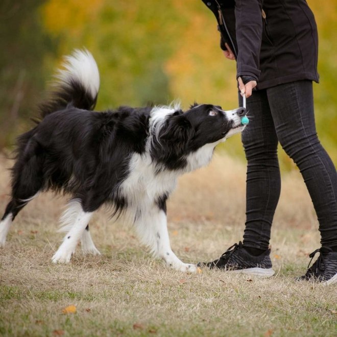 Pro Dog Target Stick Mintgrön