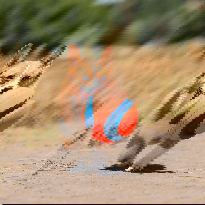 Chuckit Kick Fetch Hundboll L