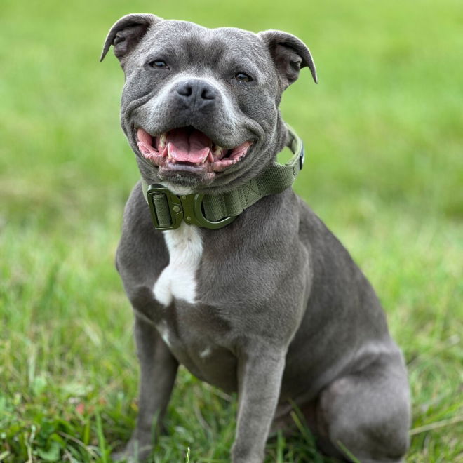 BullyBillows Combat Hundhalsband med Handtag Grön 5 cm