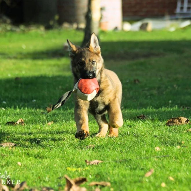 Dingo Gear Träningsboll i Läder Orange 11 cm