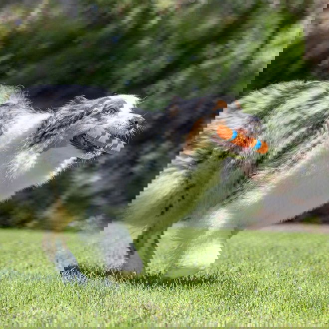 Chuckit Ultra Fetch Stick Hundleksak