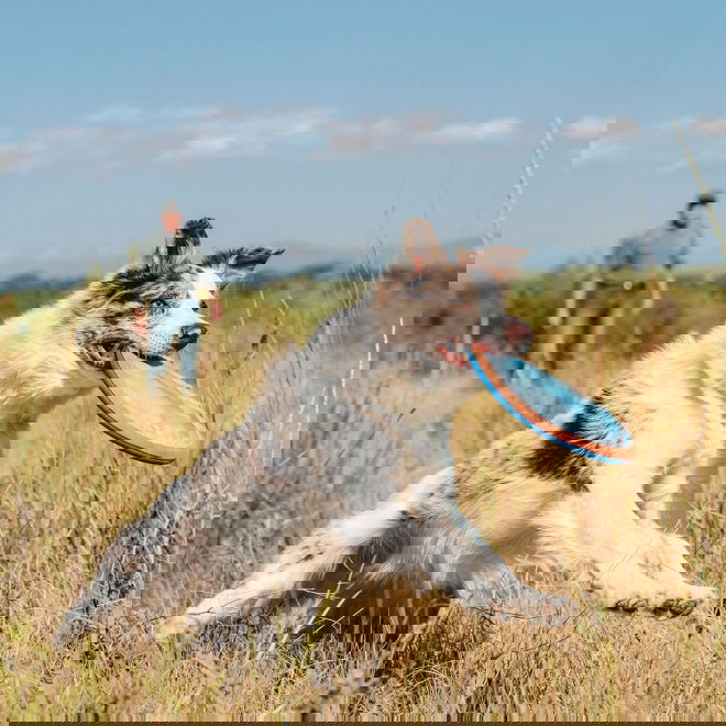 Chuckit Paraflight L
