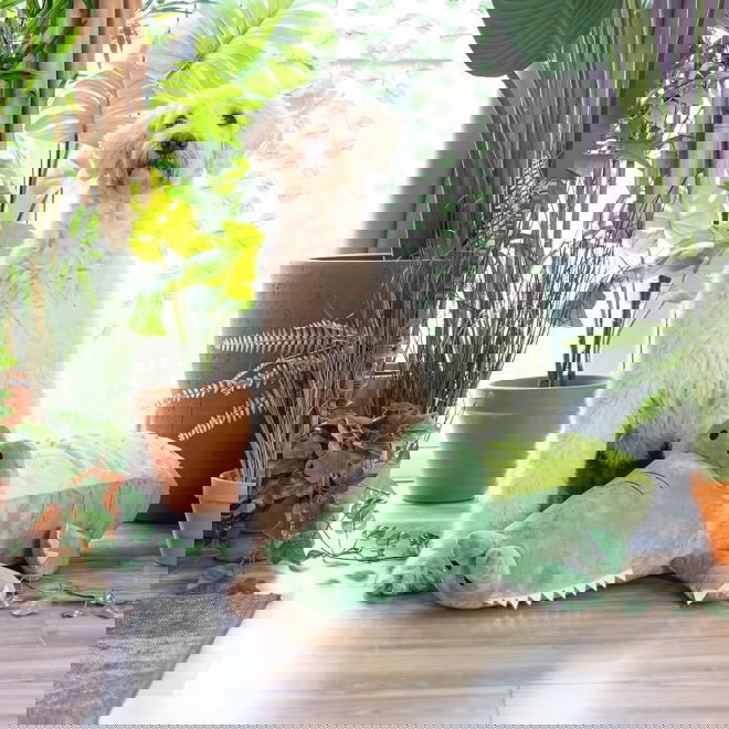 Beeztees Hide N Seek Jungle Aktiveringsleksak Krokodil