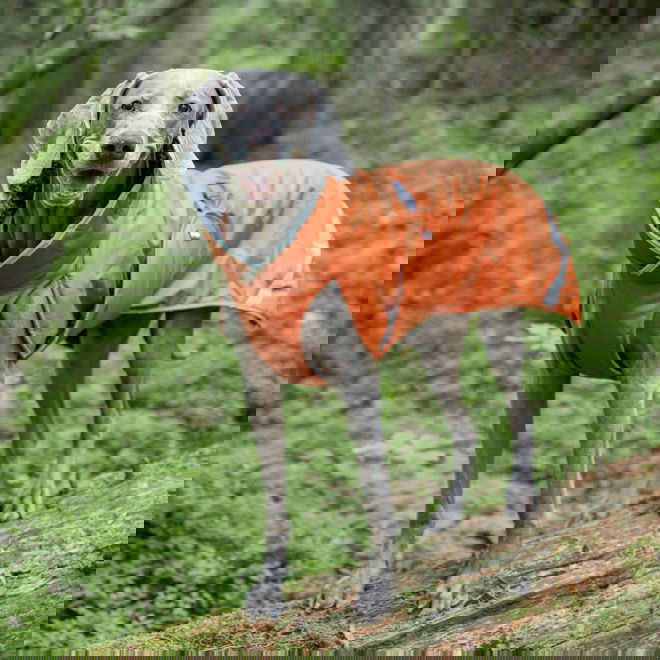 Pomppa Toppa Vintertäcke Hund Orange